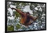 An Orangutan (Pongo Pygmaeus) at the Sepilok Orangutan Rehabilitation Center-Craig Lovell-Framed Photographic Print