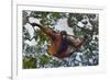 An Orangutan (Pongo Pygmaeus) at the Sepilok Orangutan Rehabilitation Center-Craig Lovell-Framed Photographic Print