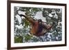 An Orangutan (Pongo Pygmaeus) at the Sepilok Orangutan Rehabilitation Center-Craig Lovell-Framed Photographic Print