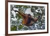 An Orangutan (Pongo Pygmaeus) at the Sepilok Orangutan Rehabilitation Center-Craig Lovell-Framed Photographic Print