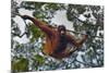 An Orangutan (Pongo Pygmaeus) at the Sepilok Orangutan Rehabilitation Center-Craig Lovell-Mounted Photographic Print