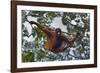 An Orangutan (Pongo Pygmaeus) at the Sepilok Orangutan Rehabilitation Center-Craig Lovell-Framed Photographic Print