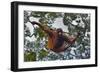 An Orangutan (Pongo Pygmaeus) at the Sepilok Orangutan Rehabilitation Center-Craig Lovell-Framed Photographic Print