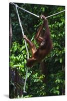 An Orangutan (Pongo Pygmaeus) at the Sepilok Orangutan Rehabilitation Center-Craig Lovell-Stretched Canvas