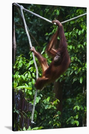 An Orangutan (Pongo Pygmaeus) at the Sepilok Orangutan Rehabilitation Center-Craig Lovell-Stretched Canvas