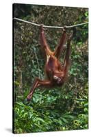 An Orangutan (Pongo Pygmaeus) at the Sepilok Orangutan Rehabilitation Center-Craig Lovell-Stretched Canvas