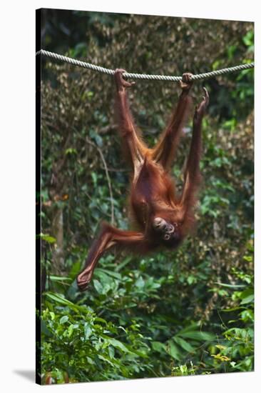 An Orangutan (Pongo Pygmaeus) at the Sepilok Orangutan Rehabilitation Center-Craig Lovell-Stretched Canvas