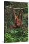 An Orangutan (Pongo Pygmaeus) at the Sepilok Orangutan Rehabilitation Center-Craig Lovell-Stretched Canvas