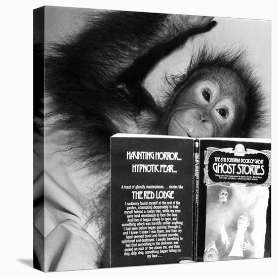 An Orangutan reading ghost stories-Staff-Stretched Canvas