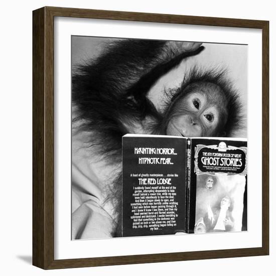 An Orangutan reading ghost stories-Staff-Framed Photographic Print