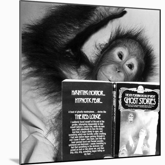 An Orangutan reading ghost stories-Staff-Mounted Photographic Print