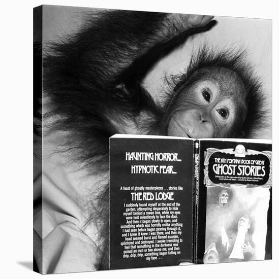 An Orangutan reading ghost stories-Staff-Stretched Canvas