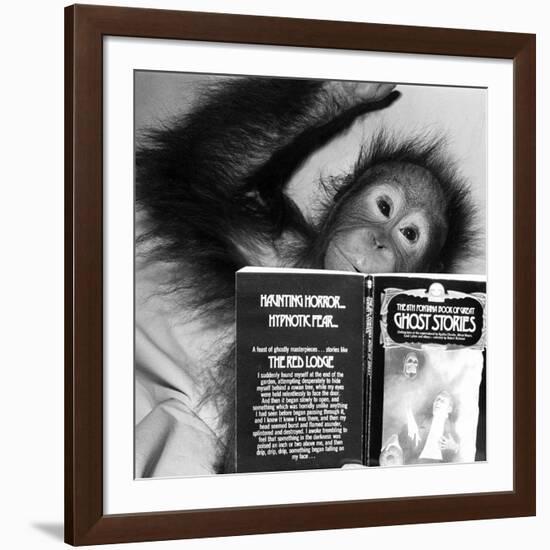 An Orangutan reading ghost stories-Staff-Framed Photographic Print