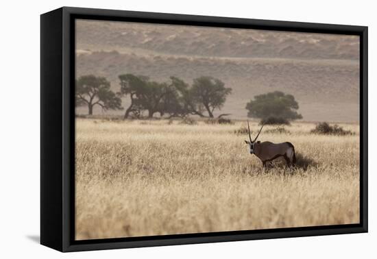 An Orix Grazing in the Namib-Naukluft National Park at Sunset-Alex Saberi-Framed Stretched Canvas