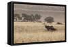 An Orix Grazing in the Namib-Naukluft National Park at Sunset-Alex Saberi-Framed Stretched Canvas