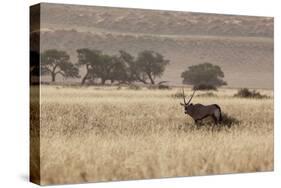 An Orix Grazing in the Namib-Naukluft National Park at Sunset-Alex Saberi-Stretched Canvas