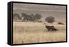 An Orix Grazing in the Namib-Naukluft National Park at Sunset-Alex Saberi-Framed Stretched Canvas