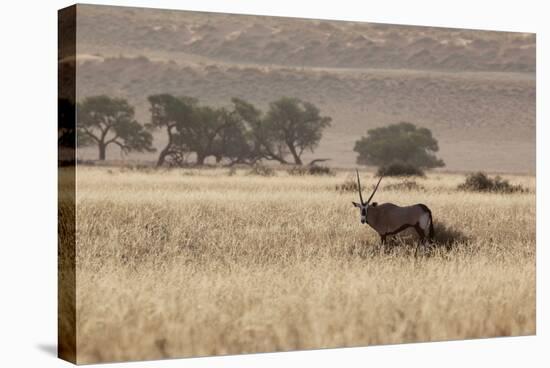 An Orix Grazing in the Namib-Naukluft National Park at Sunset-Alex Saberi-Stretched Canvas
