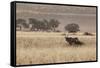 An Orix Grazing in the Namib-Naukluft National Park at Sunset-Alex Saberi-Framed Stretched Canvas