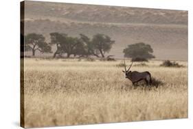 An Orix Grazing in the Namib-Naukluft National Park at Sunset-Alex Saberi-Stretched Canvas