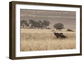 An Orix Grazing in the Namib-Naukluft National Park at Sunset-Alex Saberi-Framed Photographic Print