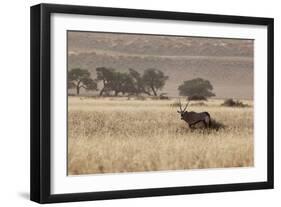 An Orix Grazing in the Namib-Naukluft National Park at Sunset-Alex Saberi-Framed Photographic Print