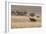 An Orix Grazing in the Namib-Naukluft National Park at Sunset-Alex Saberi-Framed Photographic Print