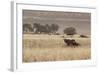 An Orix Grazing in the Namib-Naukluft National Park at Sunset-Alex Saberi-Framed Photographic Print