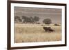 An Orix Grazing in the Namib-Naukluft National Park at Sunset-Alex Saberi-Framed Photographic Print