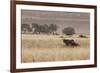 An Orix Grazing in the Namib-Naukluft National Park at Sunset-Alex Saberi-Framed Photographic Print