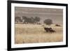 An Orix Grazing in the Namib-Naukluft National Park at Sunset-Alex Saberi-Framed Photographic Print