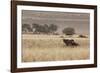 An Orix Grazing in the Namib-Naukluft National Park at Sunset-Alex Saberi-Framed Photographic Print