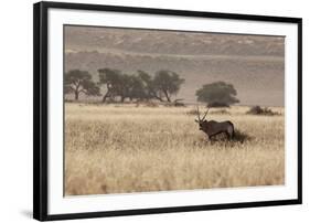 An Orix Grazing in the Namib-Naukluft National Park at Sunset-Alex Saberi-Framed Photographic Print