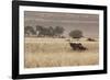 An Orix Grazing in the Namib-Naukluft National Park at Sunset-Alex Saberi-Framed Photographic Print