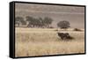 An Orix Grazing in the Namib-Naukluft National Park at Sunset-Alex Saberi-Framed Stretched Canvas