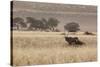 An Orix Grazing in the Namib-Naukluft National Park at Sunset-Alex Saberi-Stretched Canvas