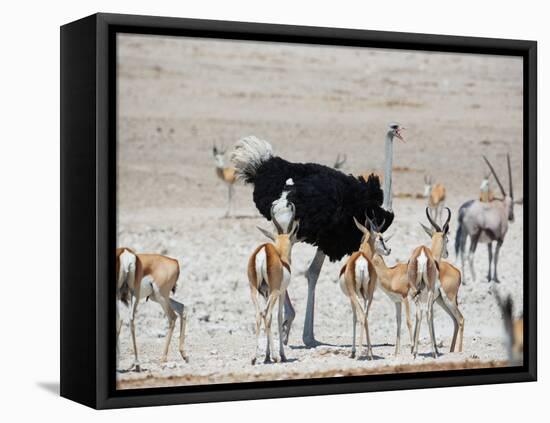An Ostrich and Group of Springbok at a Watering Hole in Etosha National Park, Namibia-Alex Saberi-Framed Stretched Canvas