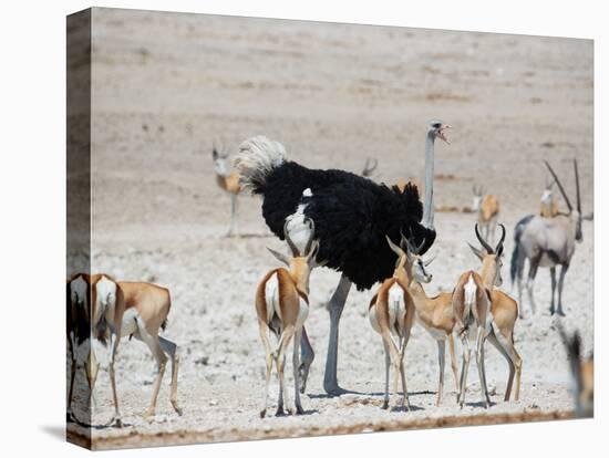 An Ostrich and Group of Springbok at a Watering Hole in Etosha National Park, Namibia-Alex Saberi-Stretched Canvas