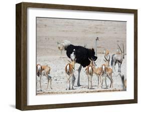 An Ostrich and Group of Springbok at a Watering Hole in Etosha National Park, Namibia-Alex Saberi-Framed Photographic Print