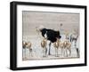 An Ostrich and Group of Springbok at a Watering Hole in Etosha National Park, Namibia-Alex Saberi-Framed Photographic Print