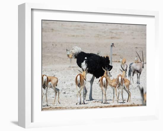 An Ostrich and Group of Springbok at a Watering Hole in Etosha National Park, Namibia-Alex Saberi-Framed Photographic Print