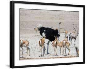 An Ostrich and Group of Springbok at a Watering Hole in Etosha National Park, Namibia-Alex Saberi-Framed Photographic Print