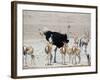 An Ostrich and Group of Springbok at a Watering Hole in Etosha National Park, Namibia-Alex Saberi-Framed Photographic Print