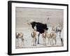 An Ostrich and Group of Springbok at a Watering Hole in Etosha National Park, Namibia-Alex Saberi-Framed Photographic Print