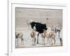 An Ostrich and Group of Springbok at a Watering Hole in Etosha National Park, Namibia-Alex Saberi-Framed Photographic Print