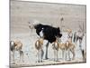 An Ostrich and Group of Springbok at a Watering Hole in Etosha National Park, Namibia-Alex Saberi-Mounted Photographic Print