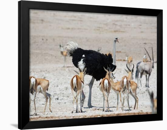 An Ostrich and Group of Springbok at a Watering Hole in Etosha National Park, Namibia-Alex Saberi-Framed Photographic Print