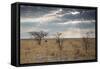 An Ostrich at Sunrise in Etosha National Park-Alex Saberi-Framed Stretched Canvas