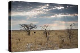 An Ostrich at Sunrise in Etosha National Park-Alex Saberi-Stretched Canvas