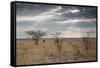An Ostrich at Sunrise in Etosha National Park-Alex Saberi-Framed Stretched Canvas